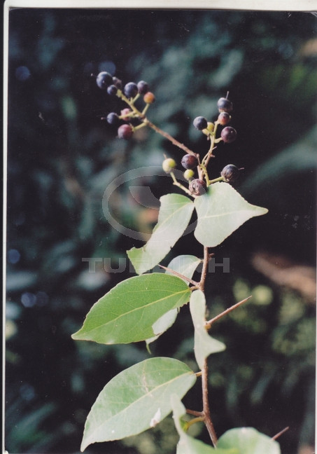 Scolopia chinensis (Lour.) Clos 1