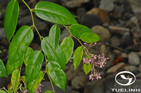 Securidaca inappendiculata Hassk. 1 Securidaca inappendiculata Hassk. 1