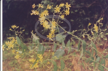 Senecio scandens Buch.-Ham. ex D. Don 1 Senecio scandens Buch.-Ham. ex D. Don 1