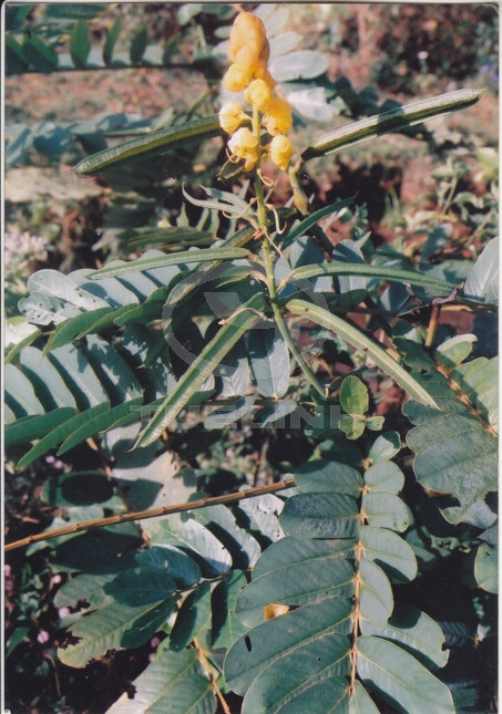 Senna alata (L.) Roxb. 1