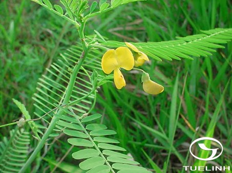 Sesbania bispinosa (Jacq.) W. Wight 1