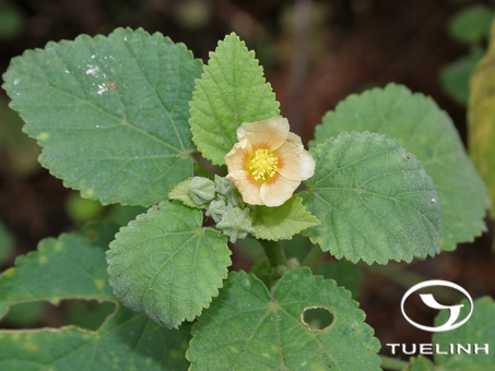 Sida cordifolia L. 1 Sida cordifolia L. 1