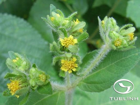 Siegesbeckia pubescens Makino 1 Siegesbeckia pubescens Makino 1