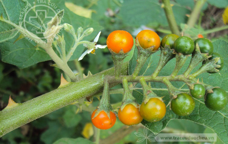Solanum violaceum Ortega 1