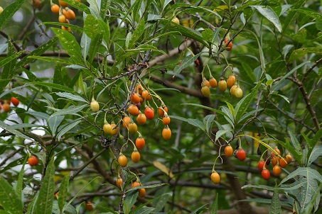 Solanum aviculare Forsk. 1