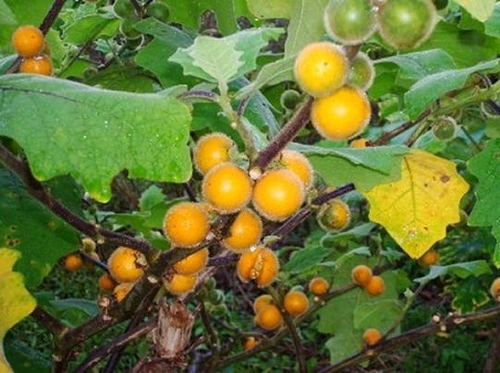 Solanum ferox L. 1