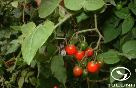 Solanum lyratum Thunb. 1