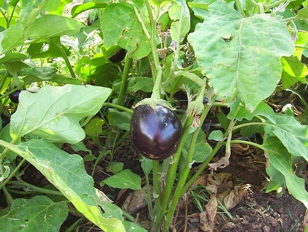 Solanum melongena L. 1