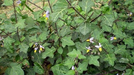 Solanum thorellii Bonati 1