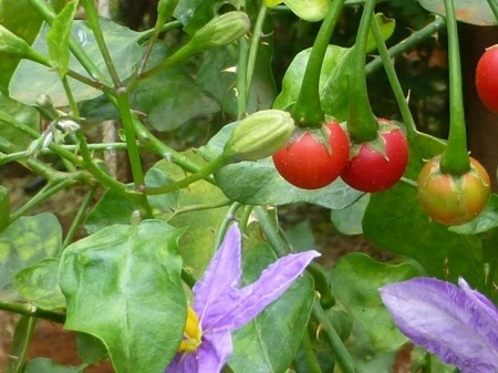 Solanum trilobatum L. 1
