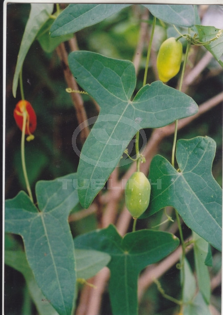 Solena amplexicaulis (Lam.) Gandhi 1