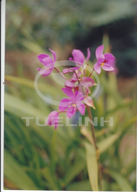 Spathoglottis plicata Blume 1