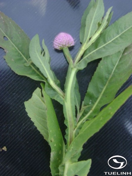 Sphaeranthus senegalensis DC. 1 Sphaeranthus senegalensis DC. 1