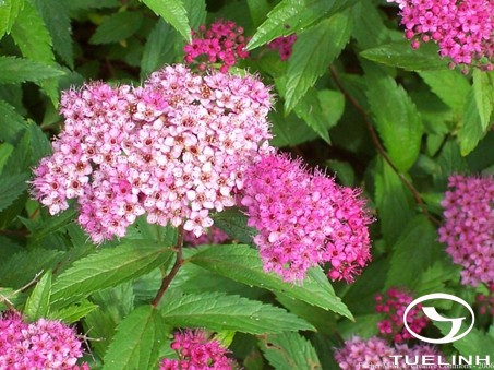 Spiraea japonica L.f. 1