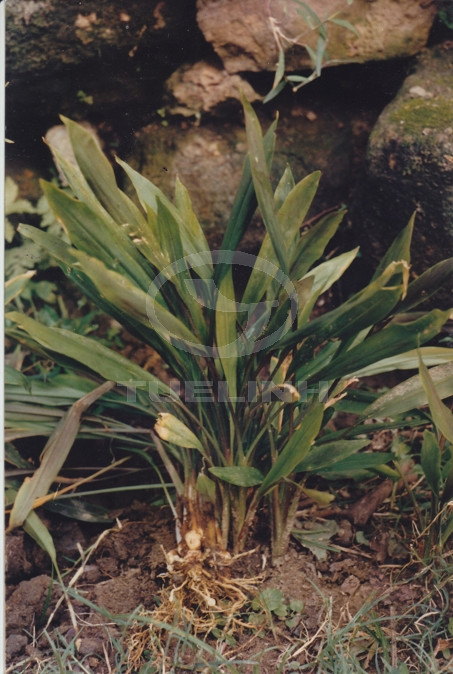 Stahlianthus thorelii Gagnep. 1