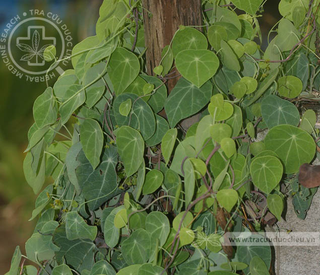 Stephania pierrei Diels 1 Stephania pierrei Diels 1