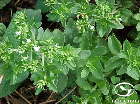 Stevia rebaudiana (Bert.) Hemsl. 1