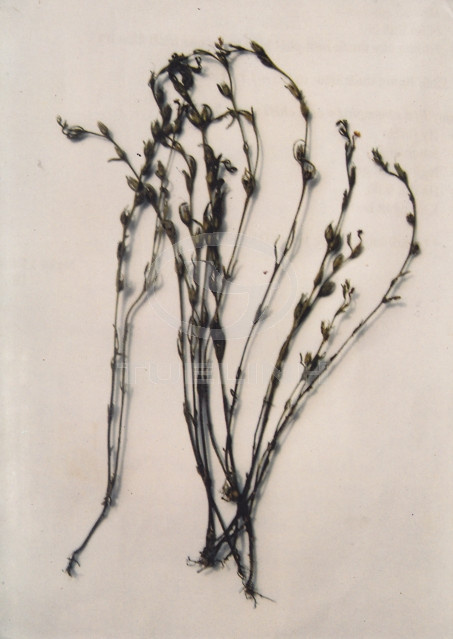 Striga lutea Lour. 1