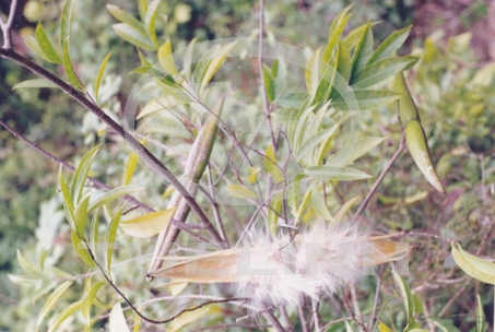Strophanthus divaricatus (Lour.) Hook. et Arn. 1 Strophanthus divaricatus (Lour.) Hook. et Arn. 1