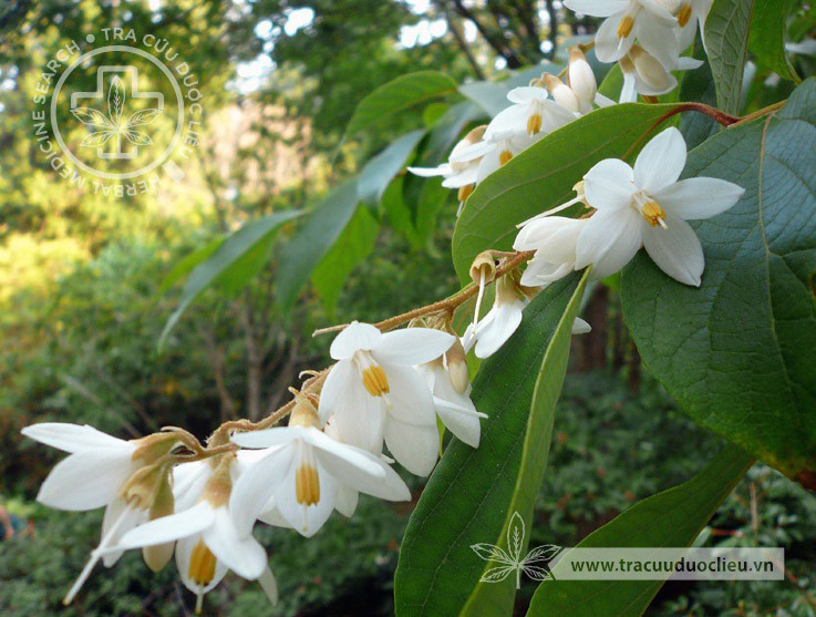 Styrax tonkinensis (Pierre) Craib ex Hart. 1
