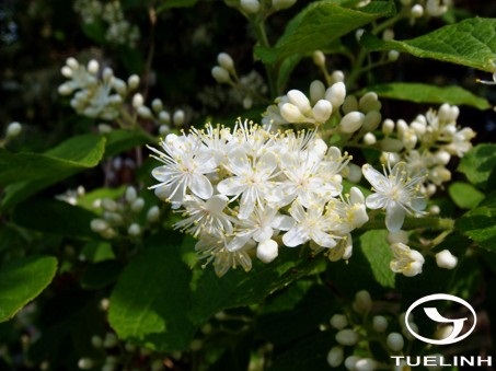 Symplocos sumuntia Buch._Ham. ex D. Don 1 Symplocos sumuntia Buch._Ham. ex D. Don 1