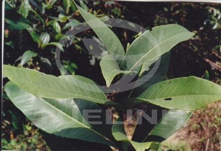 Syzygium formosum (Wall.) Masam. – Eugenia formosa Wall. 1