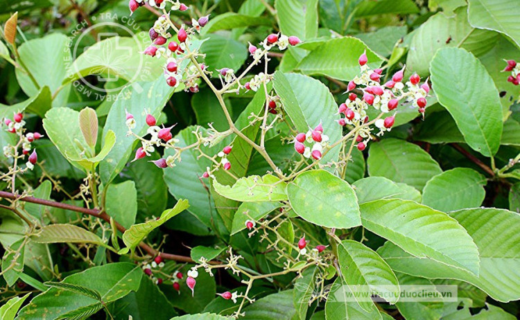 Tetracera scandens (L.) Merr. - Tragia scandens L.