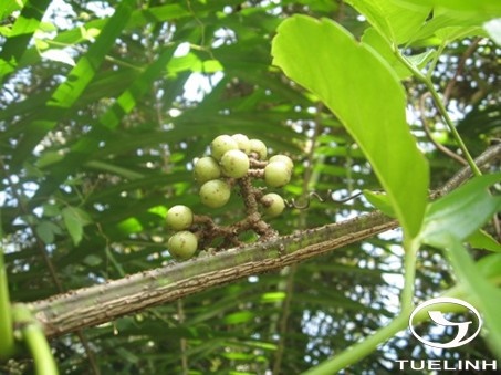 Tetrastigma coriaceum (DC.) Gagnep. 1 Tetrastigma coriaceum (DC.) Gagnep. 1