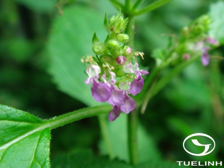Teucrium viscidum Blume 1