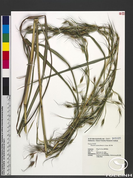 Themeda caudata (Nees) A. Camus 1 Themeda caudata (Nees) A. Camus 1