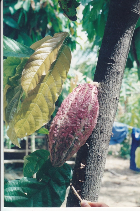 Theobroma cacao L. 1