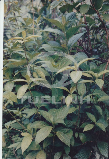 Dichroa febrifuga Lour. 1 Dichroa febrifuga Lour. 1