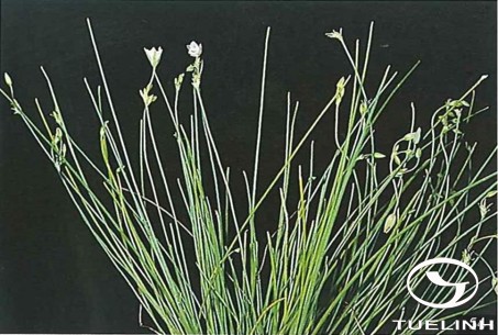 Thysanotus chinensis Benth. 1