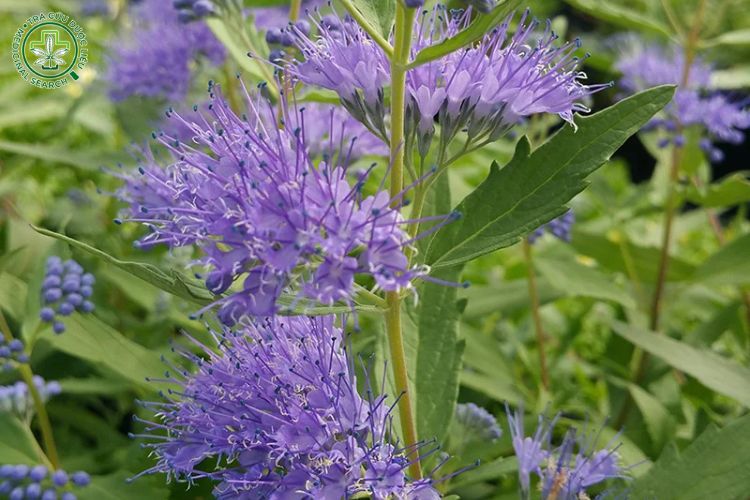 Tính vị, công năng 1