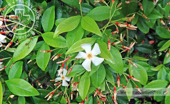 Trachelospermum asiaticum (Sieb. et Zucc.) Nakai 1