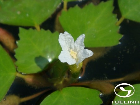 Trapa natans L. var. pumila Nakno 1 Trapa natans L. var. pumila Nakno 1