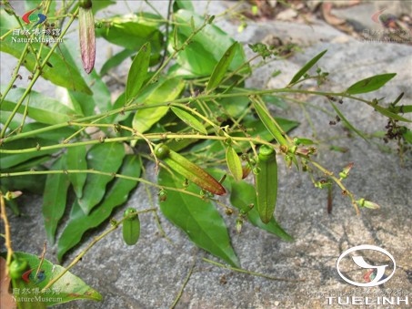 Ventilago cristata Pierre 1