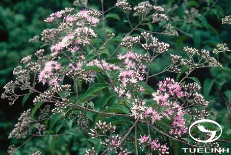 Vernonia spirei Gand. 1 Vernonia spirei Gand. 1