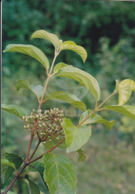 Viburnum lutescens Blume 1
