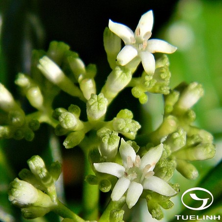 Vidalasia tonkinensis (Pit.) Tirveng. 1