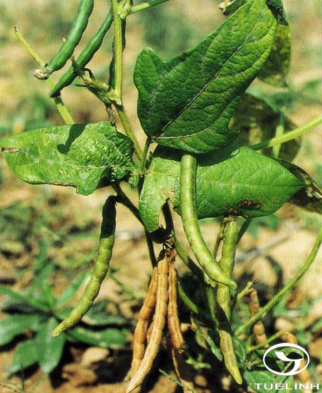 Vigna angularis (Willd.) Ohwi et Ohashi 1
