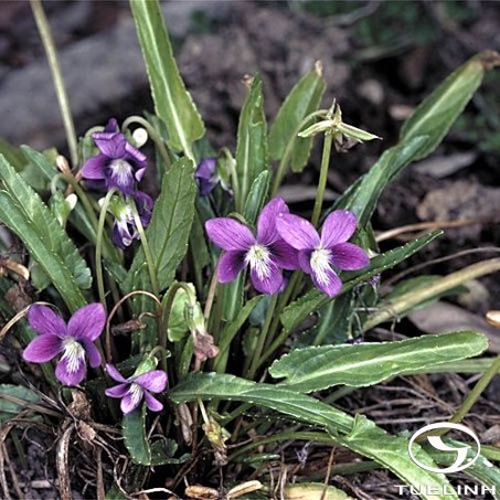 Viola betonicifolia Sm. 1