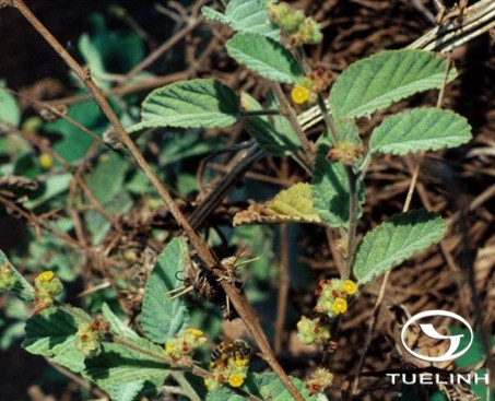 Waltheria americana L. 1 Waltheria americana L. 1