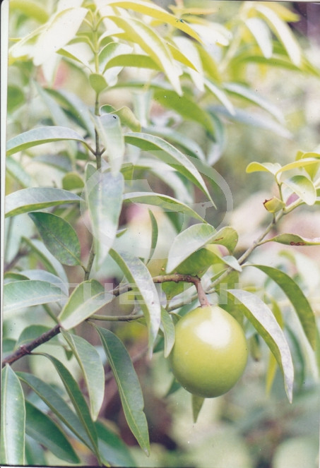 Willughbeia edulis Roxb. 1