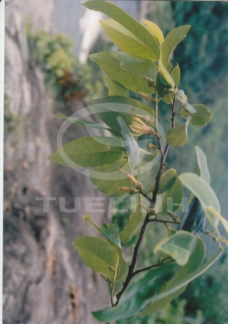 Xylopia vielana Pierre 1 Xylopia vielana Pierre 1