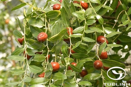 Ziziphus sativa Mill. 1