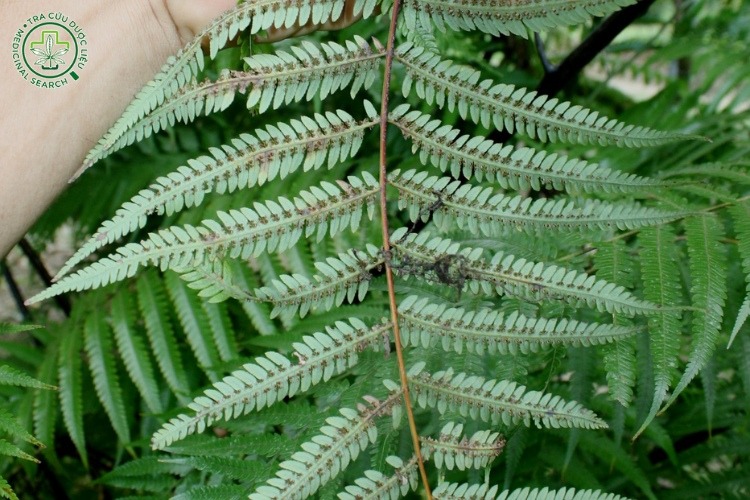 Mô tả cây 2 Mô tả cây 2