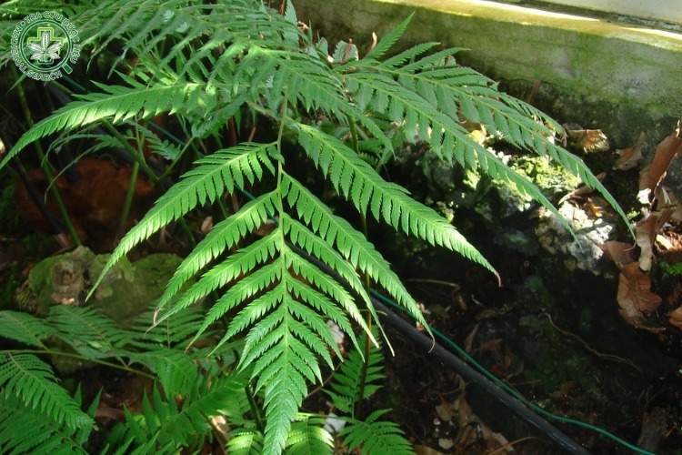 Mô tả cây 1 Mô tả cây 1