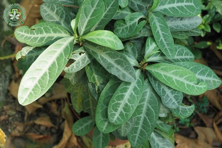 Nơi sống và thu hái 1 Nơi sống và thu hái 1