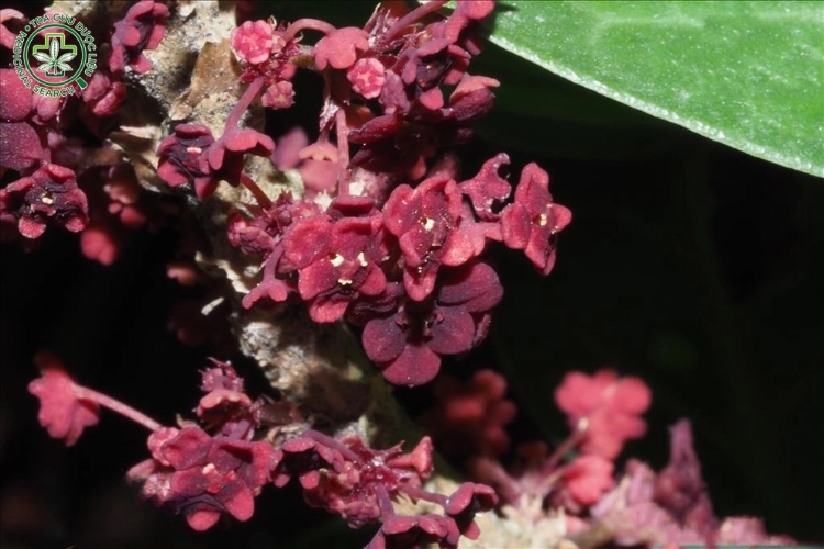 Công dụng, chỉ định và phối hợp 1 Công dụng, chỉ định và phối hợp 1